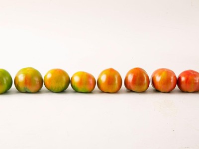 【云仓】“贼不偷”番茄/2kg图4