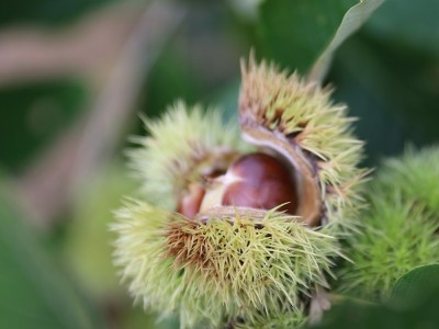 有机·老树板栗/1.5kg图3