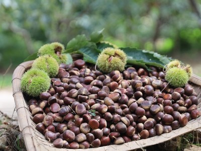 有机·老树板栗/1.5kg图4