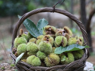 有机·老树板栗/1.5kg图5