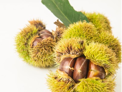 有机·老树板栗/1.5kg图2