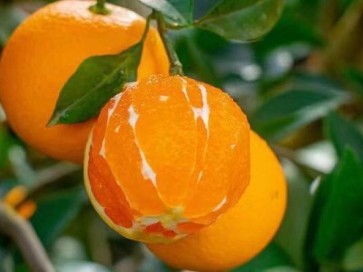 秭归九月红 脐橙4.5-5斤图2