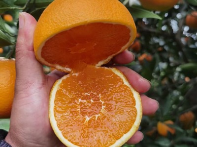 秭归九月红 脐橙4.5-5斤图3