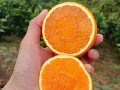 秭归九月红 脐橙4.5-5斤图4