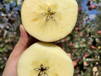 昭通丑苹果4.5-5斤图2