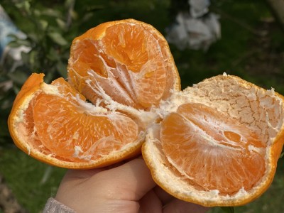 春见耙耙柑5斤（13-16个）图2