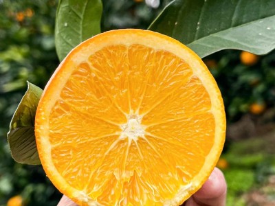 麻阳冰糖橙3斤图2