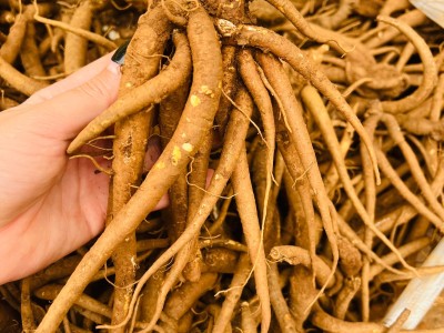 云南新鲜当归1斤图3