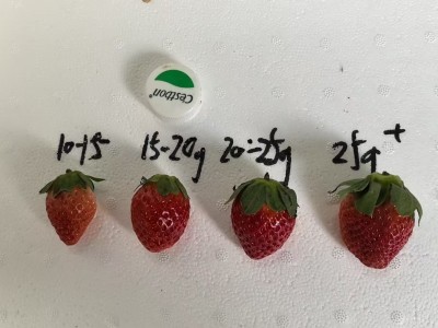 奶油草莓3斤（单果13-20克）图2