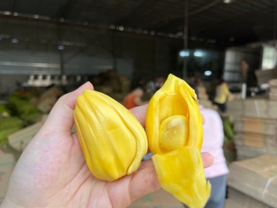 黄肉菠萝蜜10-15斤图2