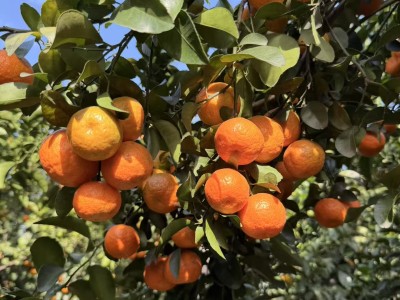 武鸣砂糖橘5斤图2