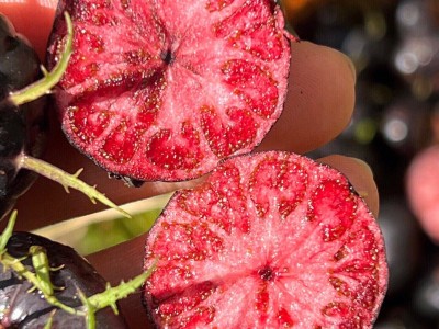 云南红果参125g*4盒图2