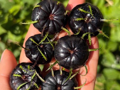 云南红果参125g*4盒图3