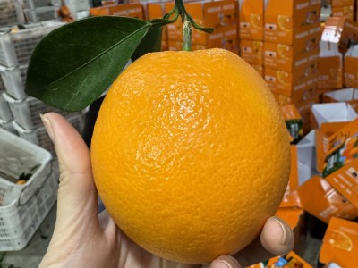 赣南脐橙 10斤图2